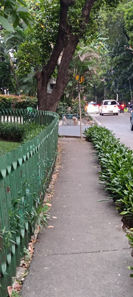 Fiat Justitia Ruat Caelum tweet media