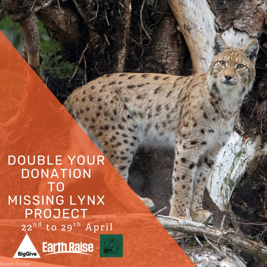 ConsanoEarth's tweet photo. We are delighted to be one of fundraising partners for The Missing Lynx Project's 2026 Big Give Earth Raise. Please give what you can to this fantastic project. All donations are doubled!  Link here: https://t.co/syOsA1eYFn https://t.co/BahBn4iZdH