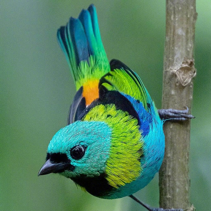 nantangnandu's tweet image. 綠頭靚唐納雀 Green-headed Tanager
#birds #birdwatching #bird_brilliance #birdphotography #birdlife #bird_captures #birding #birdphoto #birdlovers