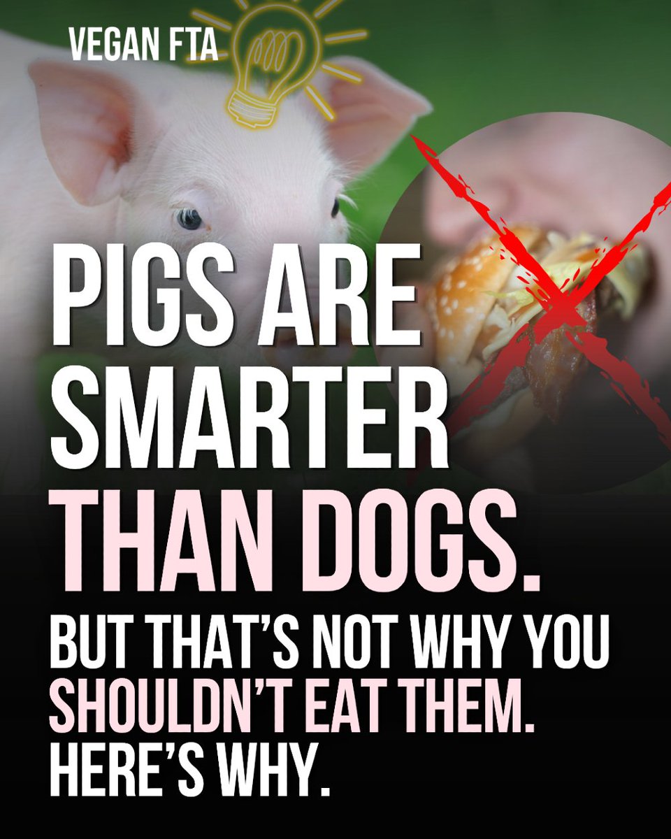 teamveganfta's tweet image. The intelligence argument feels compelling. However, if intelligence defines worth, you've opened a door you really don't want to open. 👀🧠

Find out why 👇
veganfta.com/blog/2026/04/2…

#speciesism #animalrights #veganism