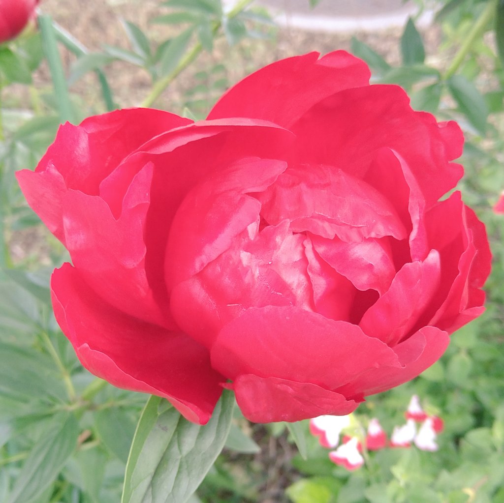 hatikuya tweet media