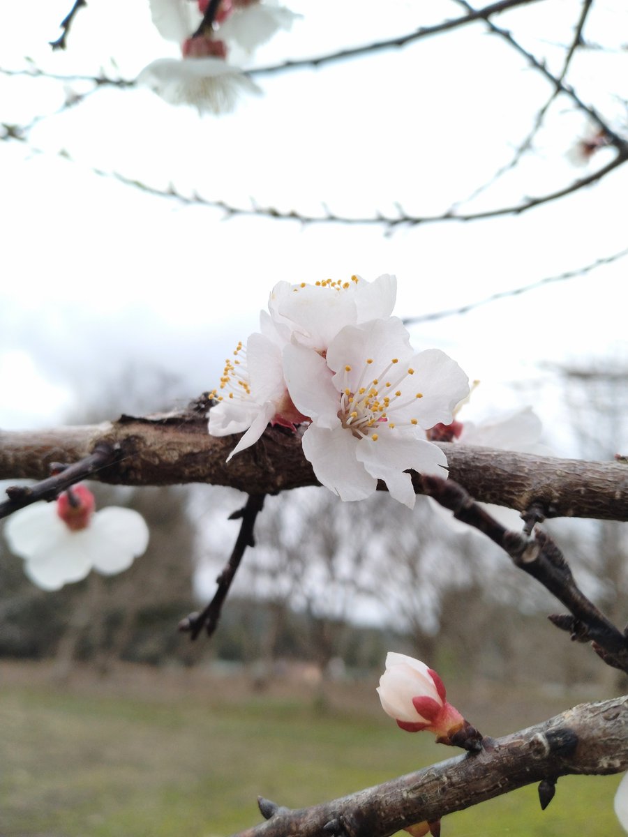 どくだみ tweet media