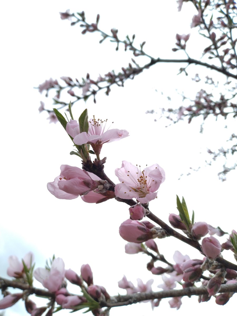 どくだみ tweet media