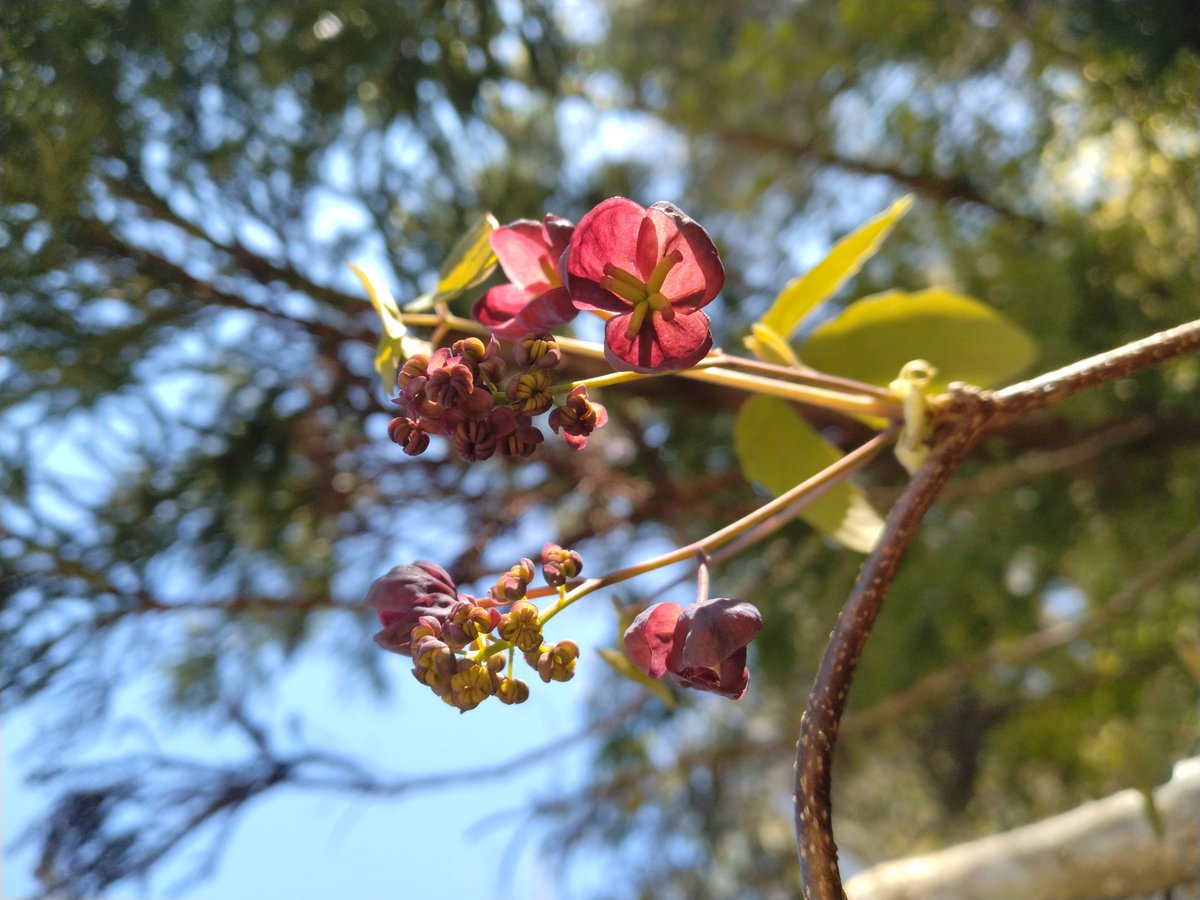 どくだみ tweet media