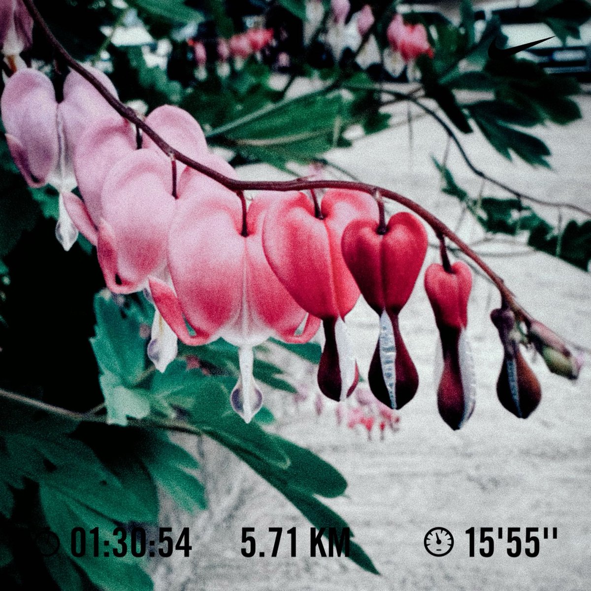 KIMWooJe's tweet image. #nike #nikeplus #justdoit #nikerunclub