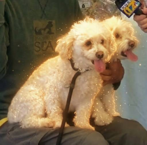 Chief Keef tweet media