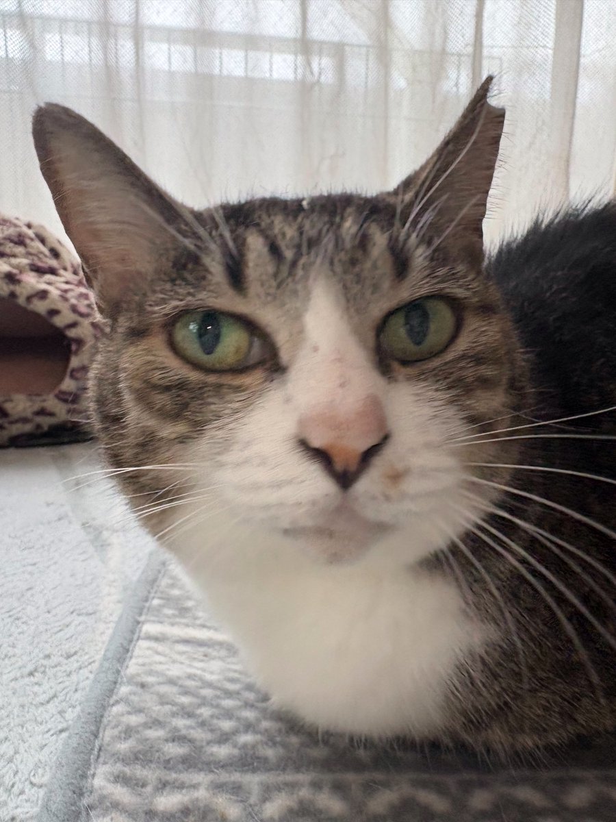 えどねこ tweet media