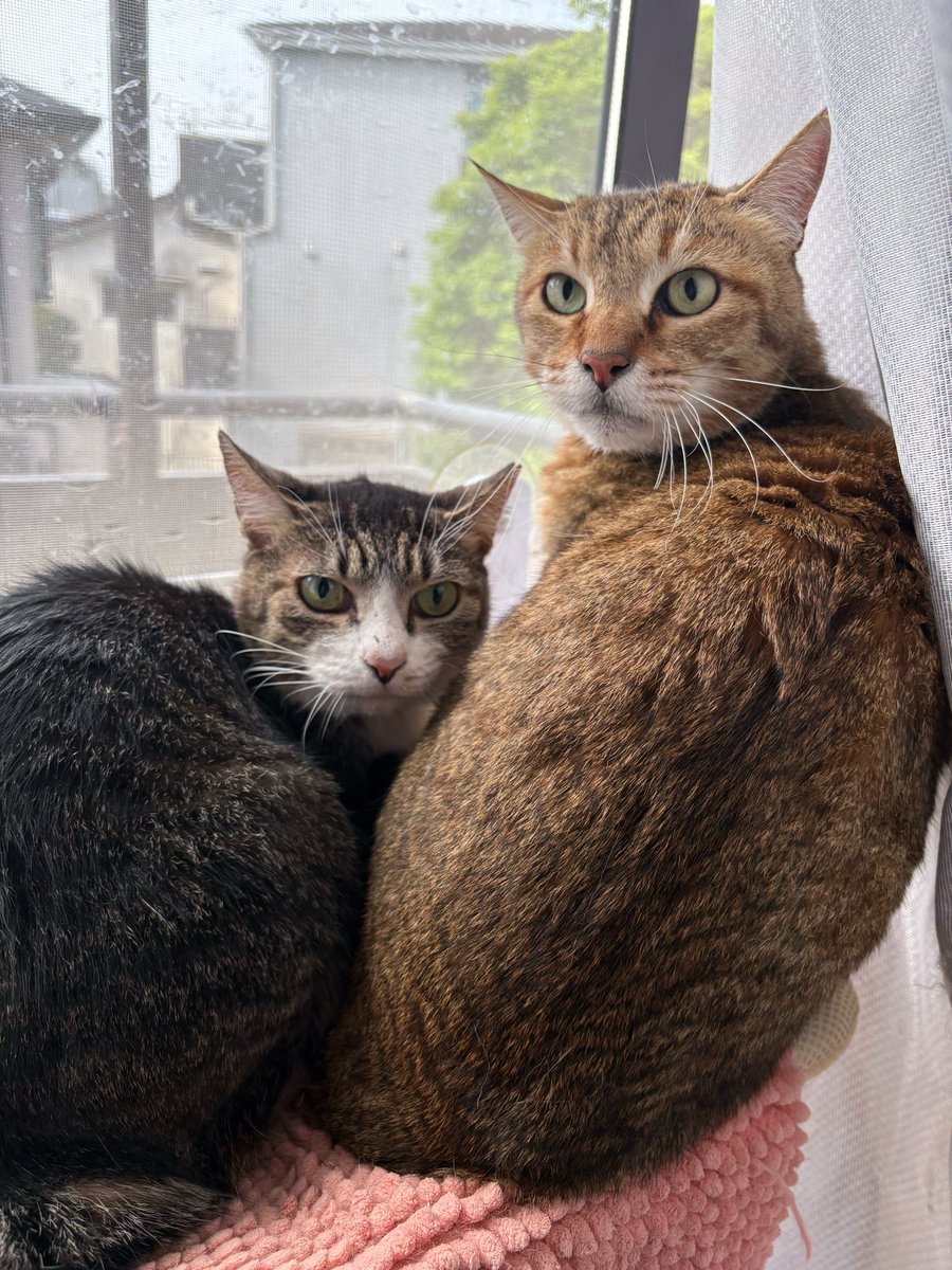 えどねこ tweet media