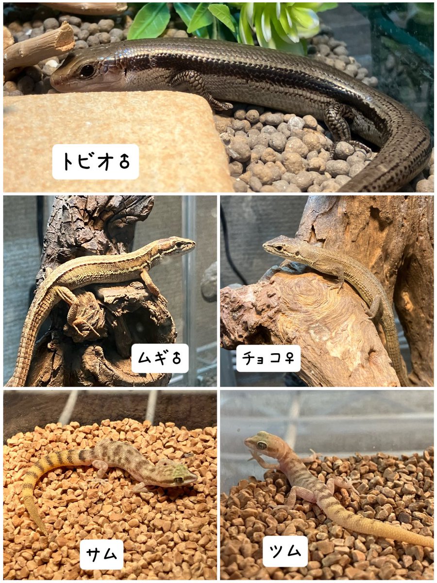 めぐー tweet media