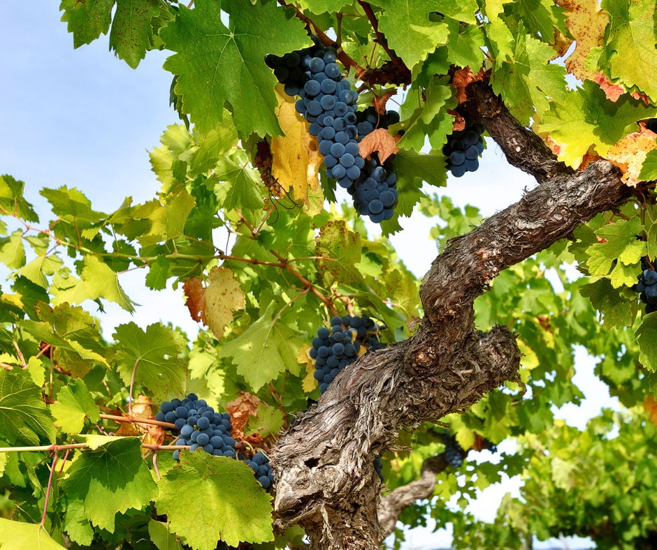 Bodegas Pittacum tweet media
