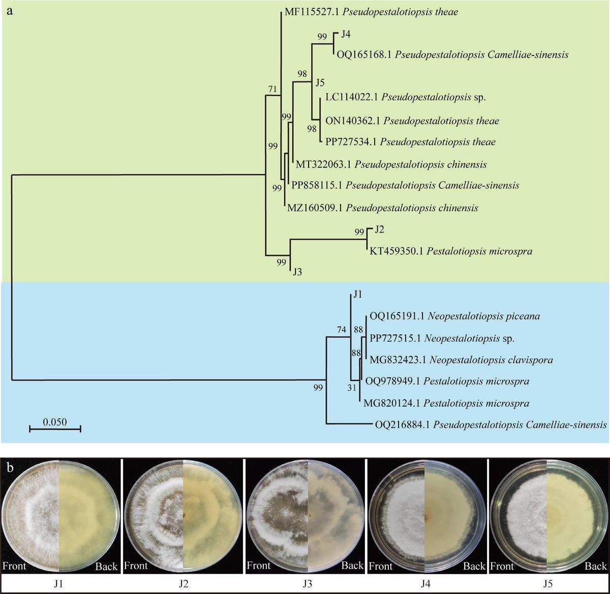 HortiPlant's tweet image. #BPR 
Eight rhizosphere bacteria (Bacillus, Streptomyces) show strong antifungal activity against tea gray blight pathogens, offering biocontrol potential. 
@MaximumAcademic @PlantCellEnvir #Tea #Biocontrol
Details: maxapress.com/article/doi/10…