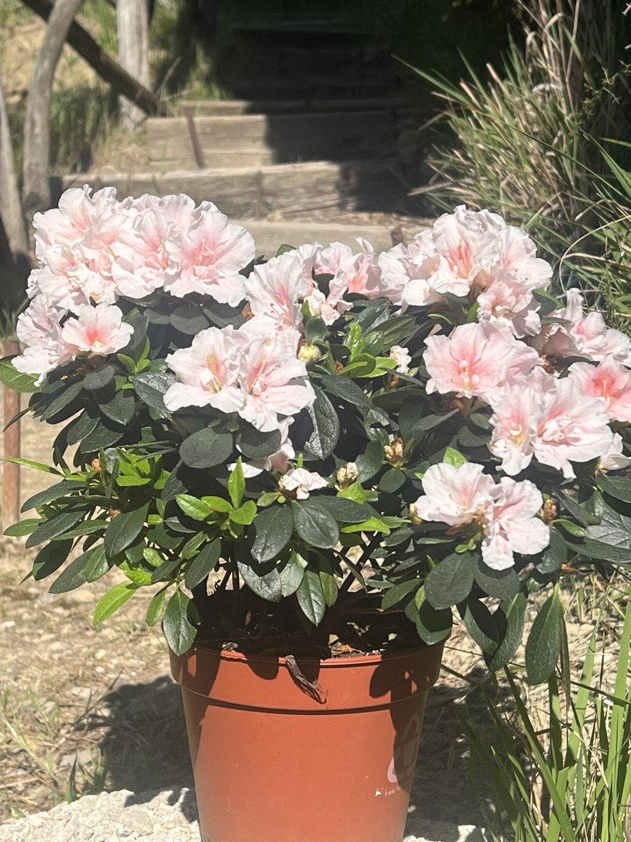 Elena9837026103's tweet image. Monday, already in motion, finding its rhythm. 
May this new week be filled with things that inspire you, move you forward … and small moments that make it all feel worthwhile🤗
#MondayVibes #InspirationDaily #GardenLife #Mindful