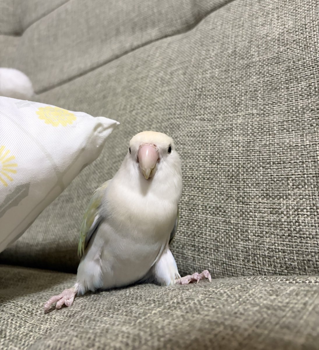 shilver2020's tweet photo. ショートを守れそうなインコ

 #コザクラインコ
 #インコ https://t.co/SmT4hUFDyp