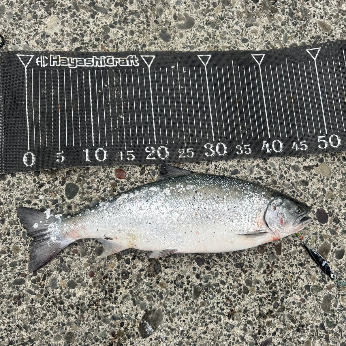 しょぺ🎣🦑🍺 tweet media