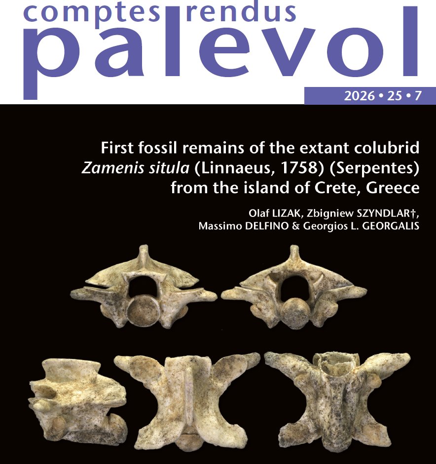 DrGeorgalis's tweet photo. Our new paper on fossil remains of the extant snake Zamenis situla from the Pleistocene of Crete. Paper is in open access:
Lizak, O., Z. Szyndlar, M. Delfino and G.L. Georgalis. 2026. Comptes Rendus Palevol 25:125-136. 
https://t.co/iHFy2ACzPF

@NCN_PL @Publi_MNHN https://t.co/aAAyF1OnFD