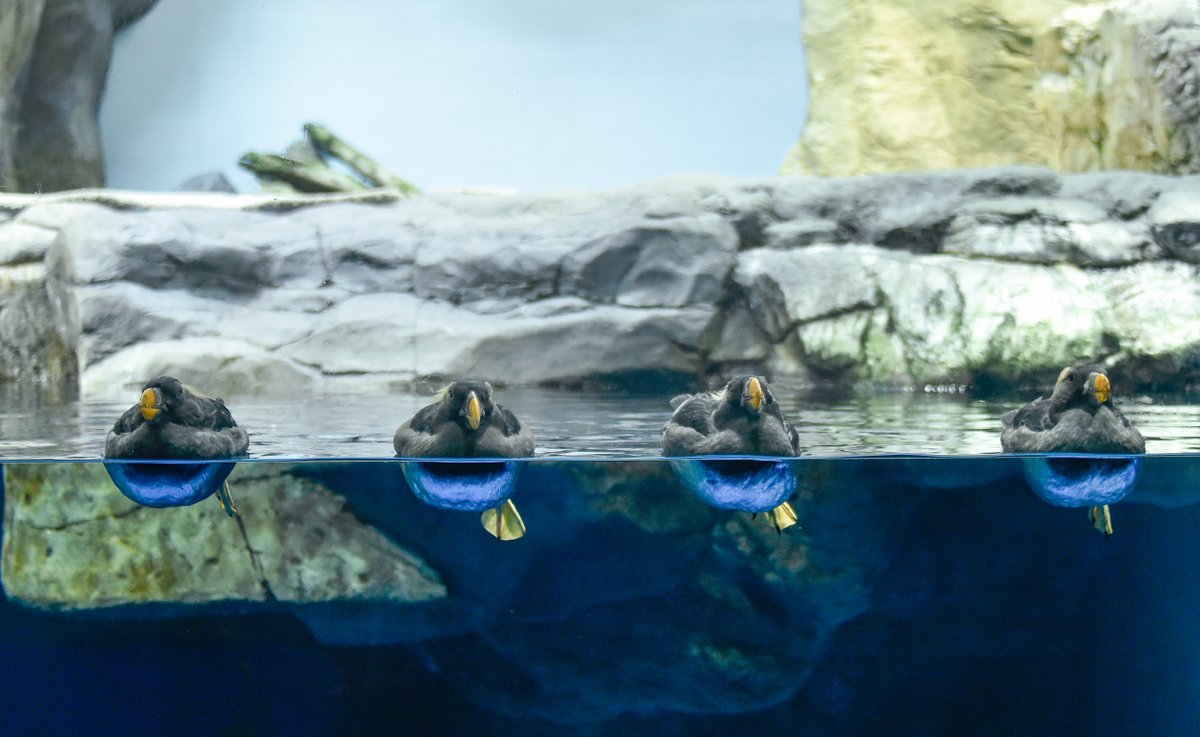 大阪・海遊館 tweet media