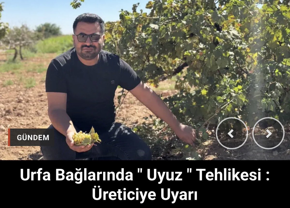 bilgin_tarim's tweet photo. #Şanlıurfa’da üzüm bağlarında verimi tehdit eden “yaprak uyuzu” zararlısına karşı mücadele başladı. Uzmanlar, mikroskobik bir akar olan zararlının asma yapraklarında deformasyona yol açarak fotosentezi engellediğini ve verim kaybına neden olduğunu belirtti. https://t.co/jVhQhuY5Vq