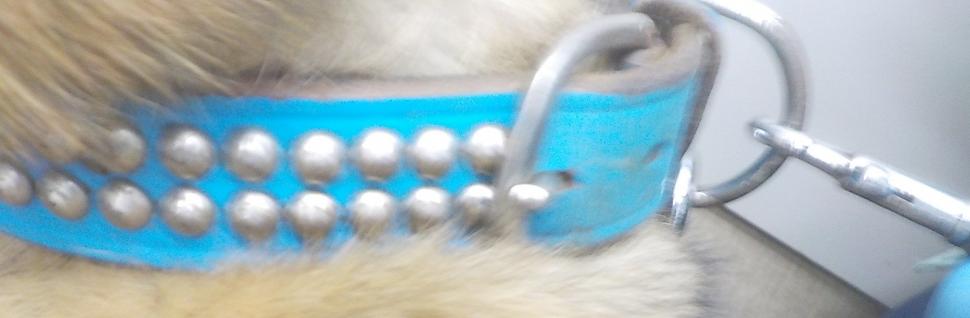 まだお迎えがないようです
大分県のみならず 他県の方も確認を
#迷子犬 #迷い犬 4/27
#大分県 #大分県迷子犬
#大分市 #荏隈
#大分市迷子犬
#雑種犬 オス 茶白黒
📍推定5歳〜7歳
📍革製の青色首輪、リードなし
🔴連絡先🔴
#おおいた動物愛護センター
☎（097）588-1122（代表）