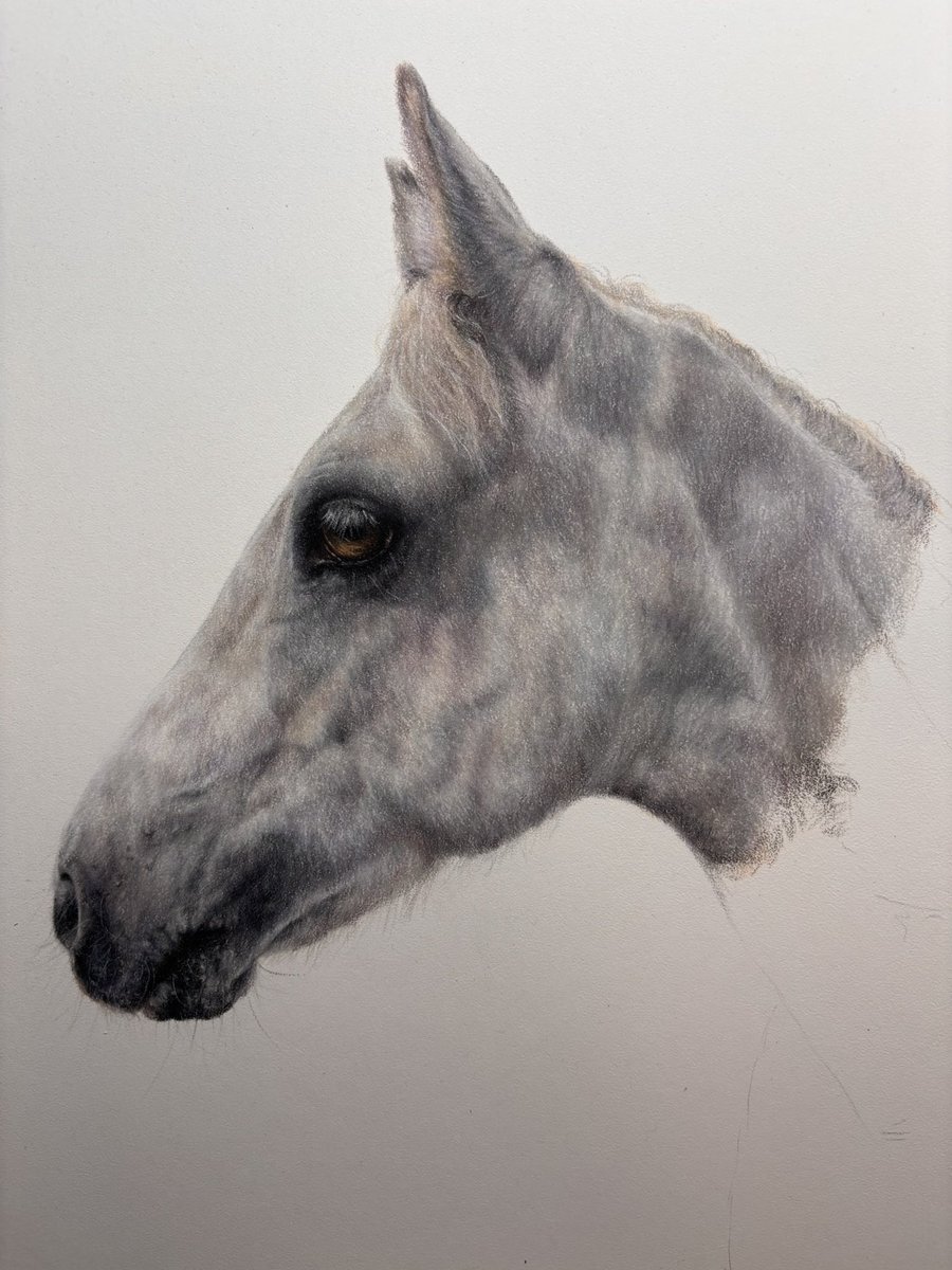 MeganArtUK's tweet image. The final piece is almost done! This portrait of Jack was a surprise gift for a very special 21st birthday. I captured the photo myself, sneaking onto the yard with the owner's dad for a little photo shoot! 

#connemara #referencephoto #connemarapony #colouredpencils #equineart