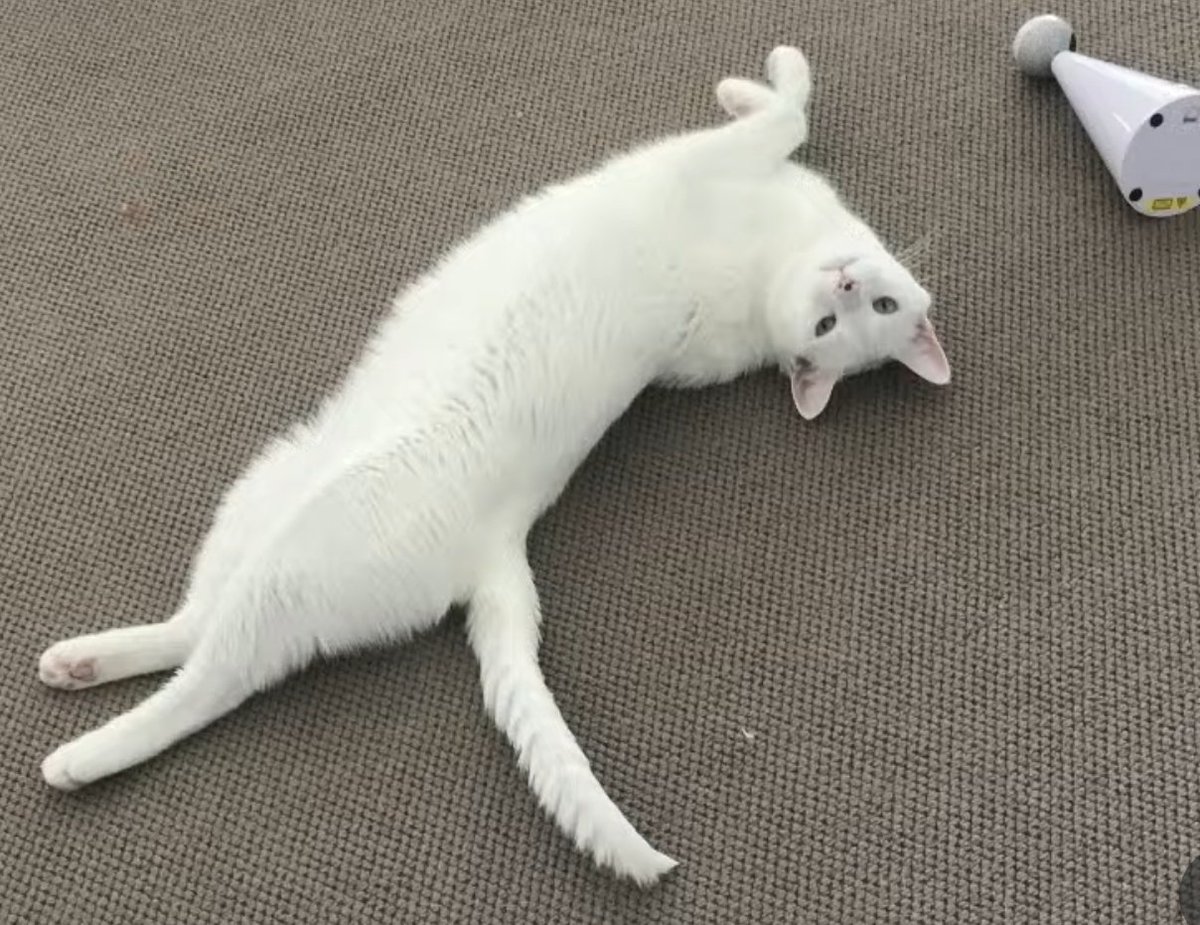 amandaaa🍡 【BHVE】 tweet media