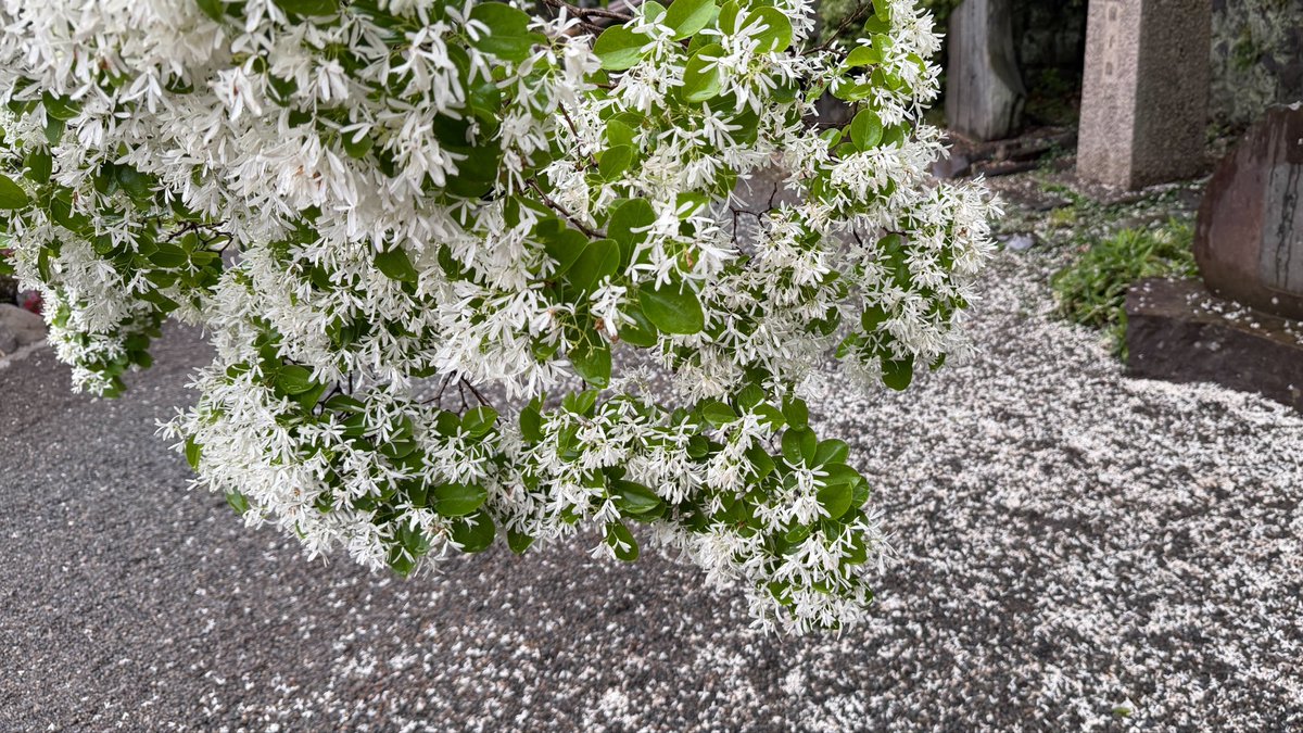 浮岳山 深大寺【公式】 tweet media