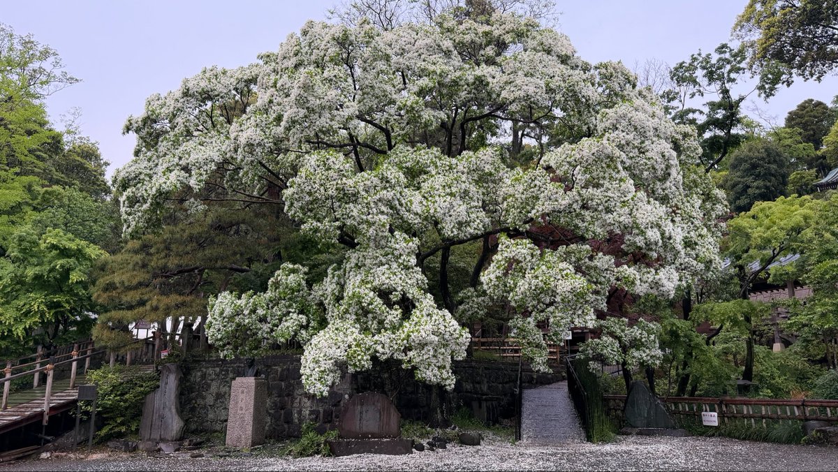浮岳山 深大寺【公式】 tweet media