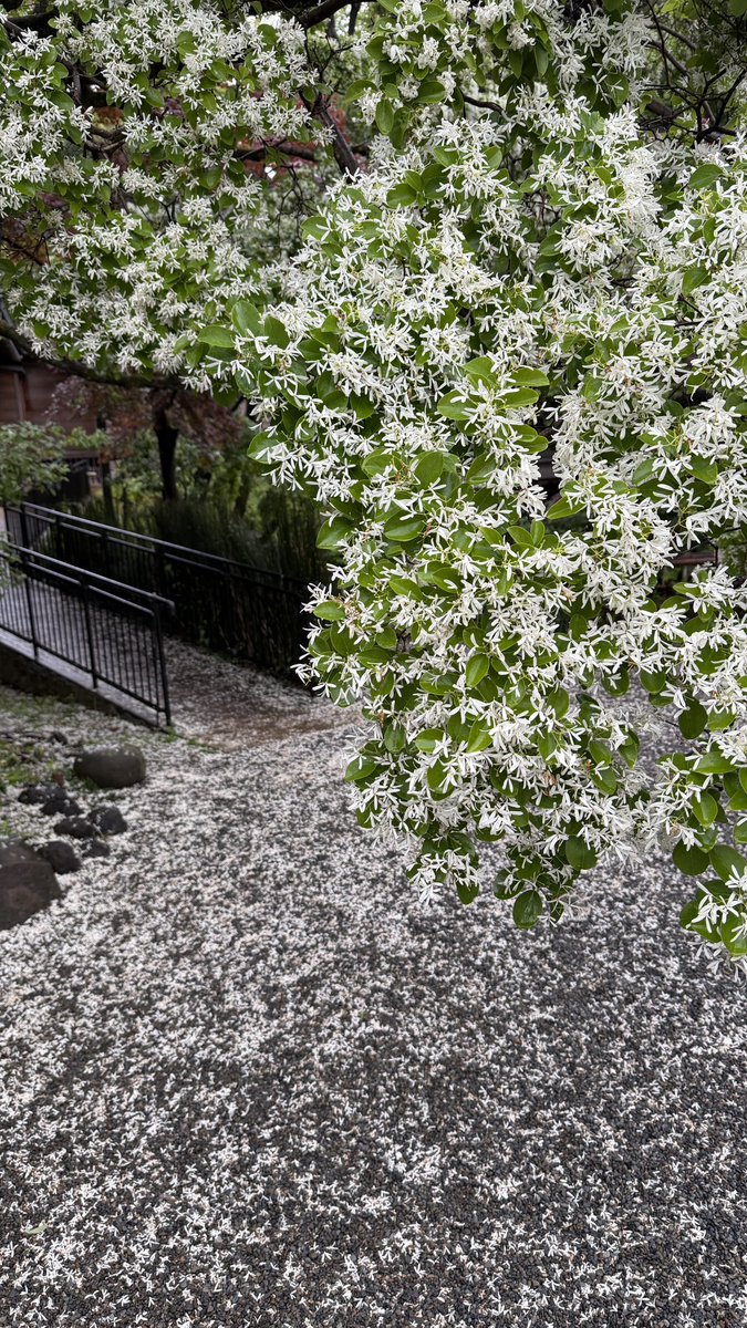 浮岳山 深大寺【公式】 tweet media