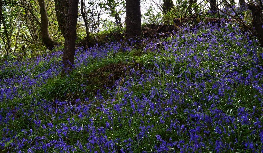 Biodiversity Ireland tweet media