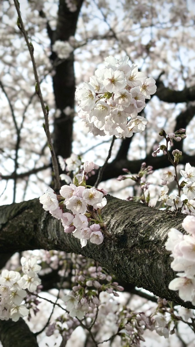 温井 むした @山形VTuber tweet media