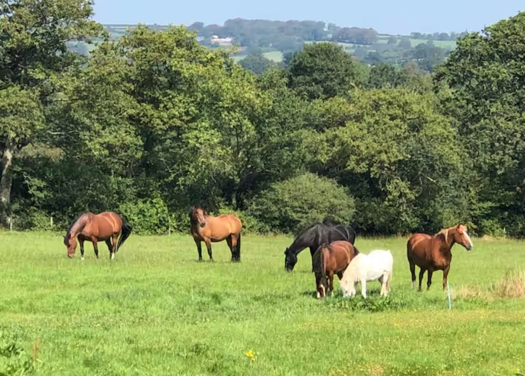 Second Chances Animal Sanctuary tweet media