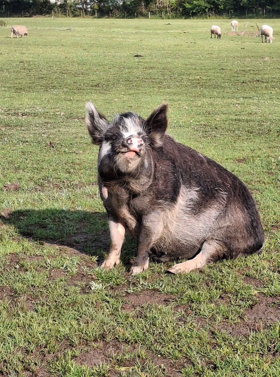 Second Chances Animal Sanctuary tweet media