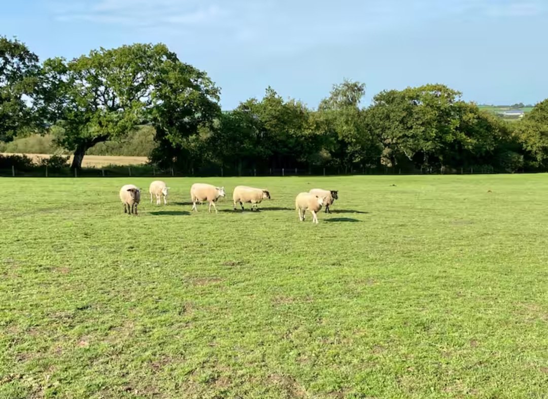 Second Chances Animal Sanctuary tweet media