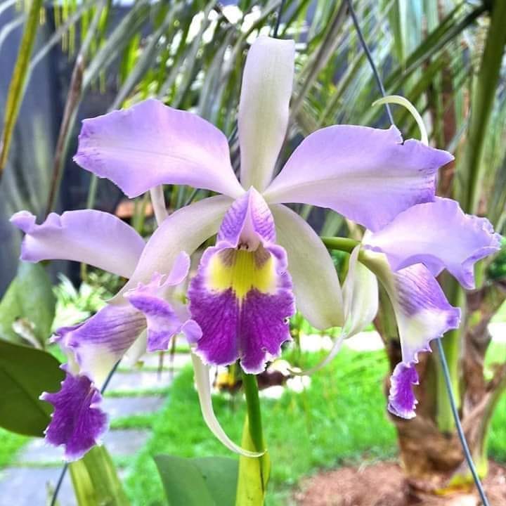 Linda55667788's tweet image. So adorable! #orchids #flowers #flowerphotography