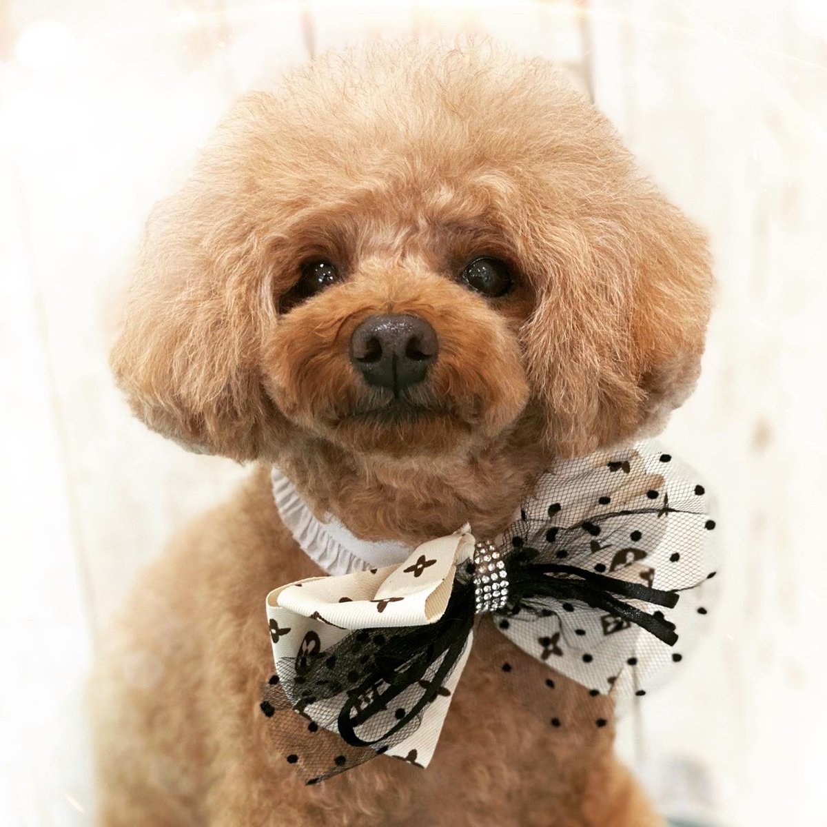 ニコちゃん🔰投資1年生サイドFIRE!🐥⸒ tweet media