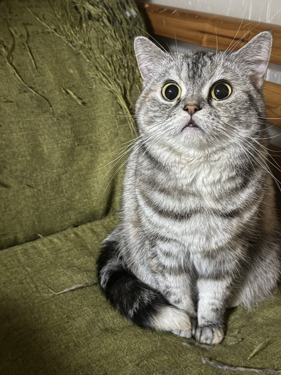 まそっぷ tweet media