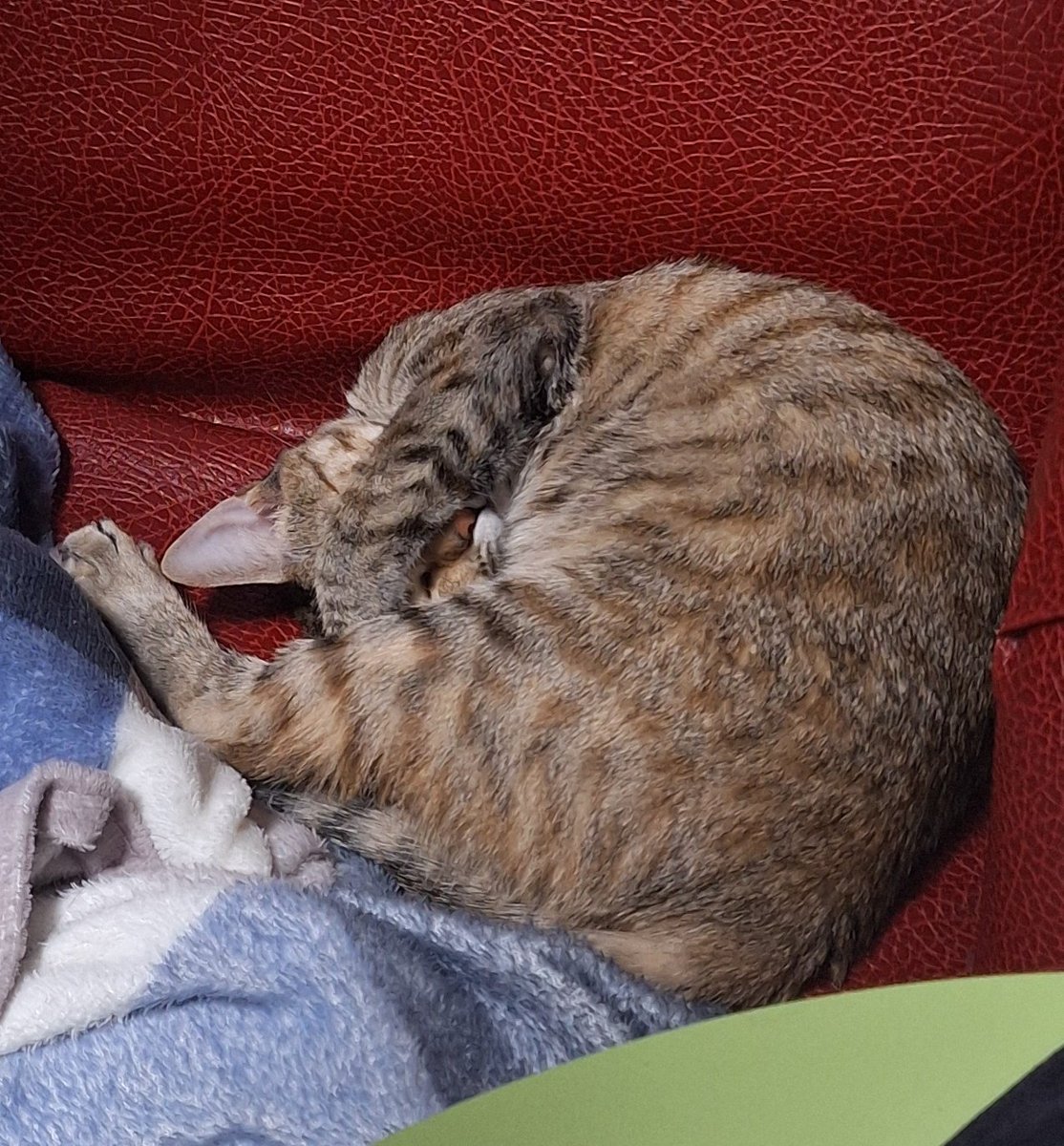 진짜 귀엽게 잠...