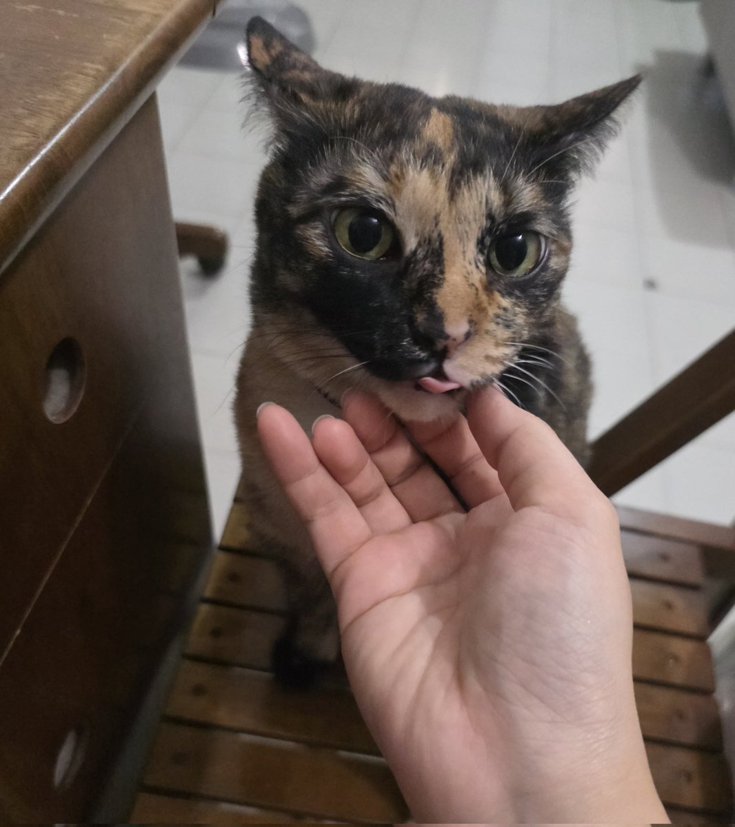 ┏ °🅚ㅅ🅨° ᩭᘏᗢ แม่ปังปัง tweet media