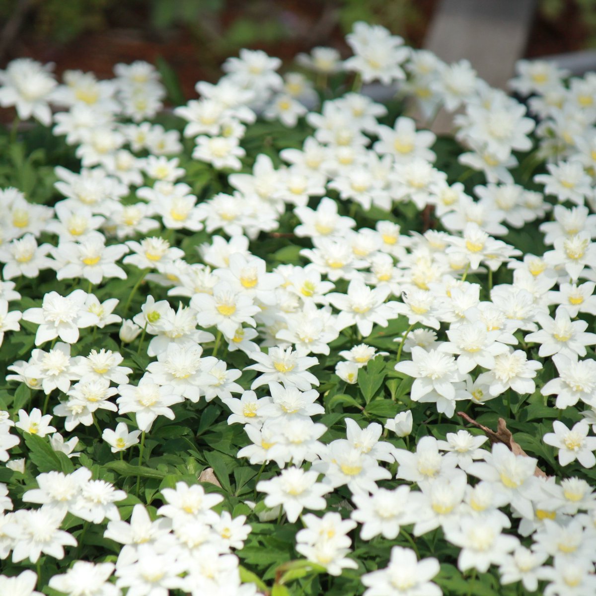 shioukanflorist's tweet image. 八重咲きイチリンソウ🌼林の中で開花中です！
Anemone nemorosa 'Flore Pleno'
2026.4.27
#Anemone #八重咲きイチリンソウ #紫桜館 #shioukan