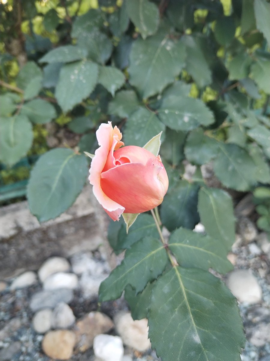 volperossa tweet media