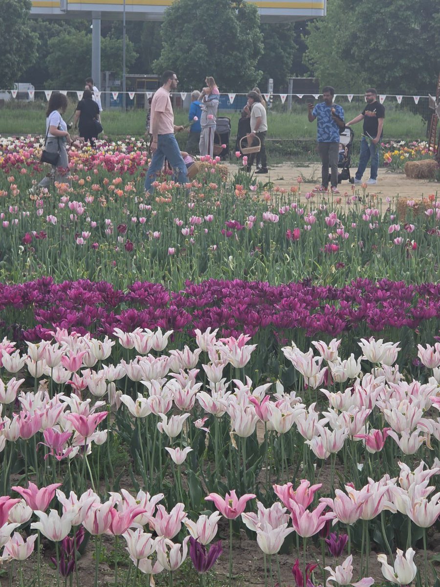 TulipaniG's tweet photo. Oggi ultimo giorno per la raccolta dei tulipani! Ogni fiore raccolto costerà solo 0,50€ l'uno. Il campo resterà chiuso martedì 28,mercoledi 29 e giovedì 30 aprile. Riapriremo venerdì e sabato per la raccolta dei bulbi! https://t.co/eQ4UKLL1gr