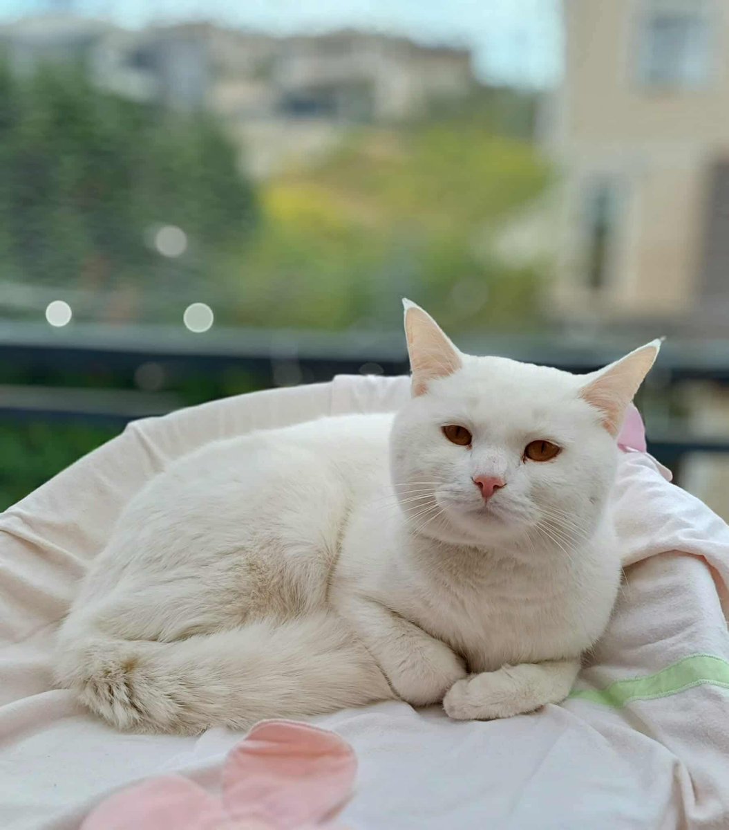 Hepad.hereve1pati 🐾🏡 tweet media