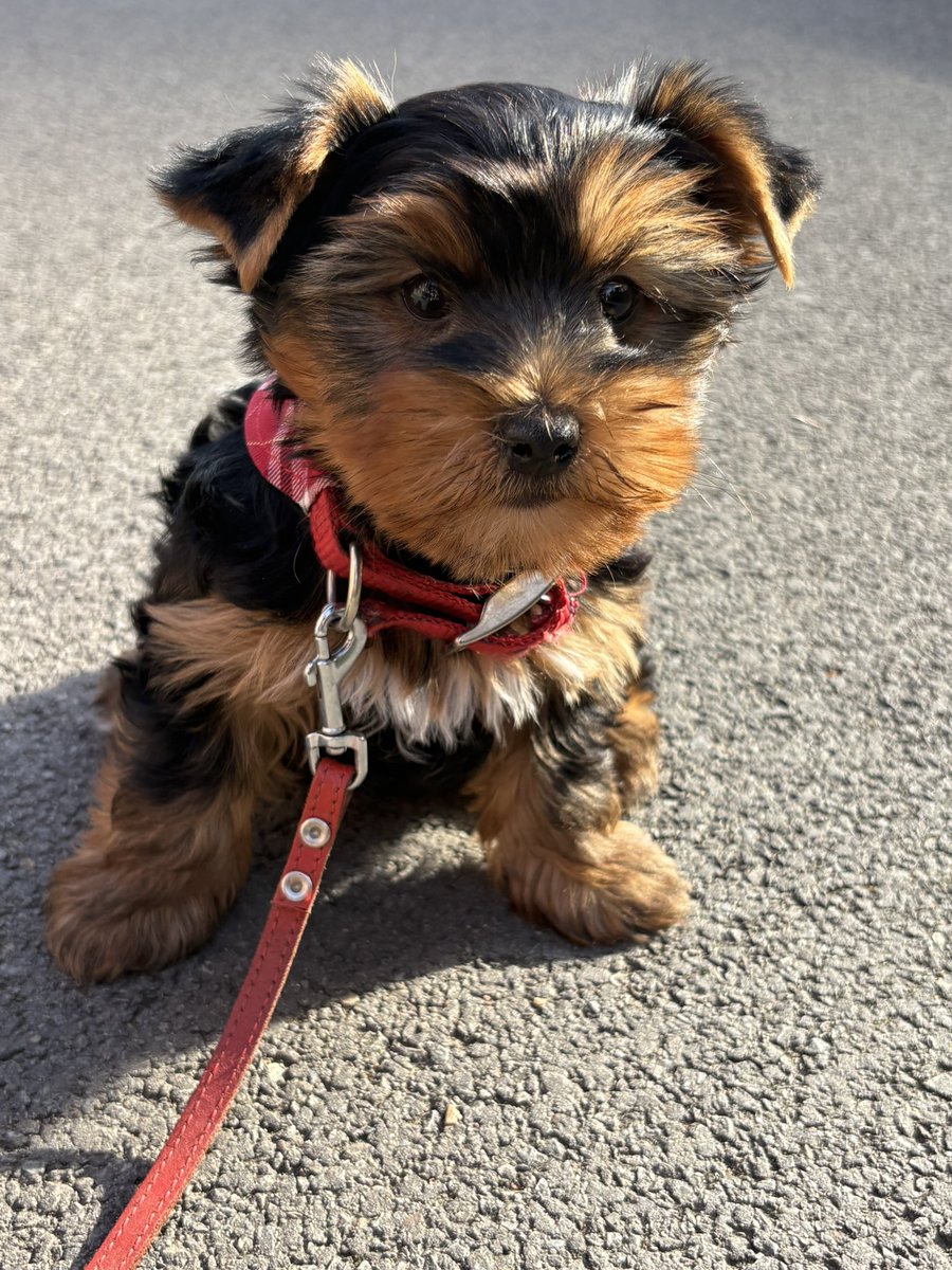 Raph&Jade🐶🕊️💫 & Zoé 🐶💕- belgesympa tweet media
