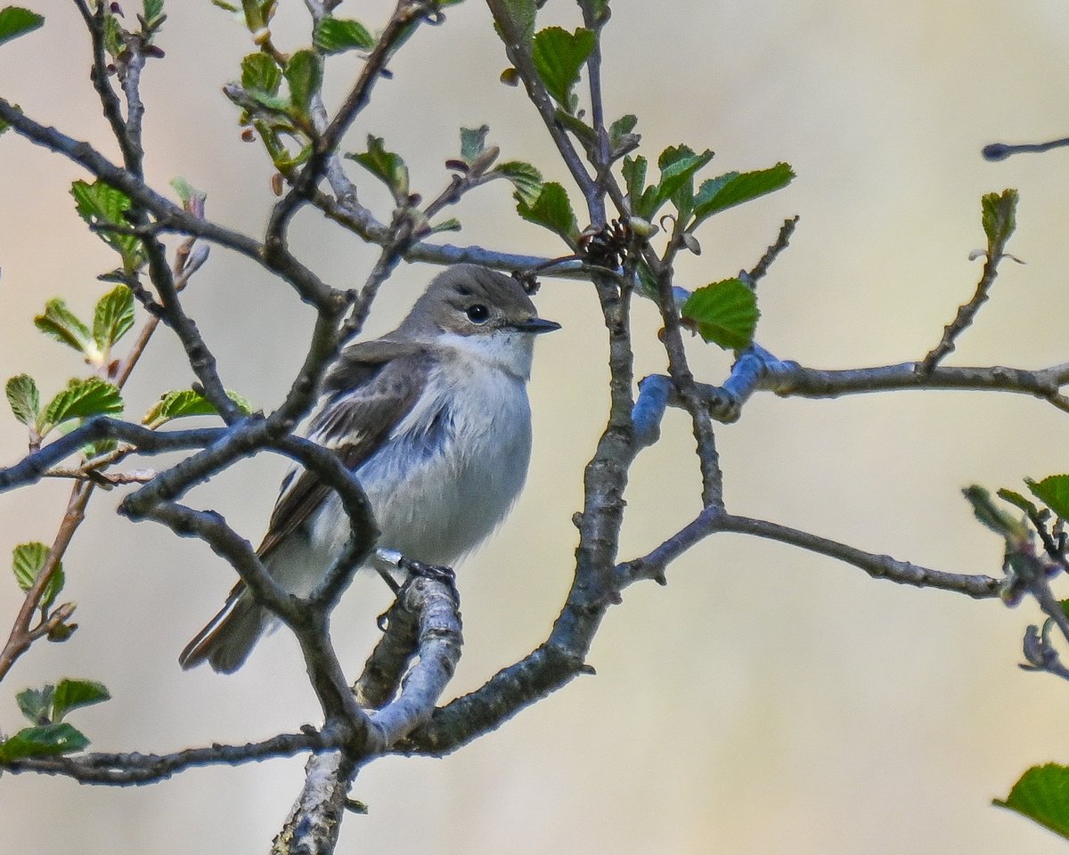 CactusFrankS's tweet image. Another star bird at @Natures_Voice Gwenffrwd-Dinas is the Pied Flycatcher, lots of males setting up territory, a couple of females have arrived too. 
#birdwatching #birdphotography #TwitterNatureCommunity