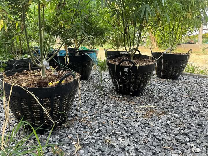 kaai_neuua_boi's tweet image. • "แดดมันร้อน ขอพักพิงใต้ร่มใบหน่อยนะ"
• "ต้นไม้อะสีเขียว แต่ถ้ามาอยู่ใกล้ๆ เราเดี่ยวตัวจะลอย"
• "เหนื่อยก็พัก... ทักมาปรึกษาเรื่องปลูกต้นไม้ได้"
🛍️สนใจสินค้า @Line 
ทักแชท ตามสั่งได้เลยครับ🔻
Line ID (.) ▶️ 0924153858.
#กัญชา #สายเขียว #weed #weedthailand #cannabis #og #420t