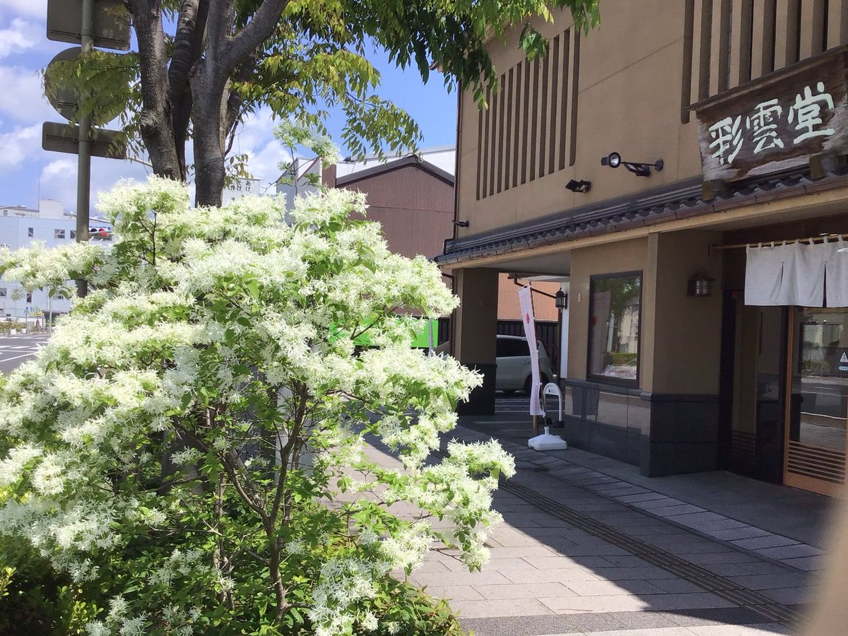 彩雲堂 tweet media