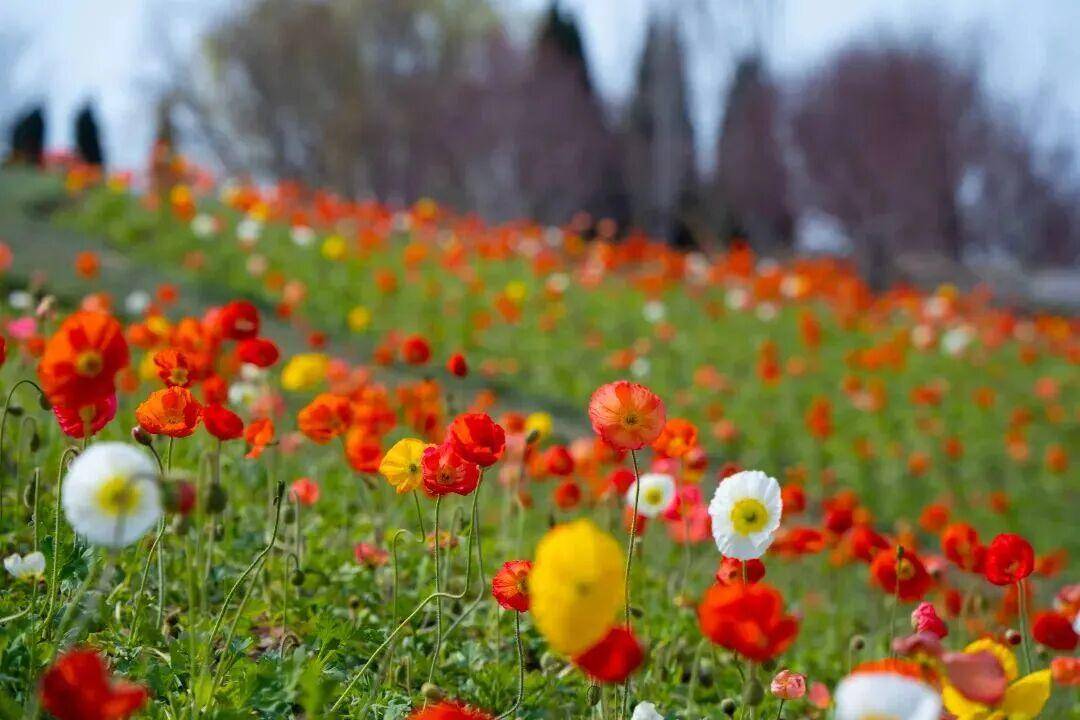 iLiaoning's tweet image. #Spring flowers burst into full bloom at Dalian Yinggeshi Botanical Garden in #Liaoning Province. A vibrant tapestry of blooms unfolds across the #garden, offering breathtaking scenery at every step.