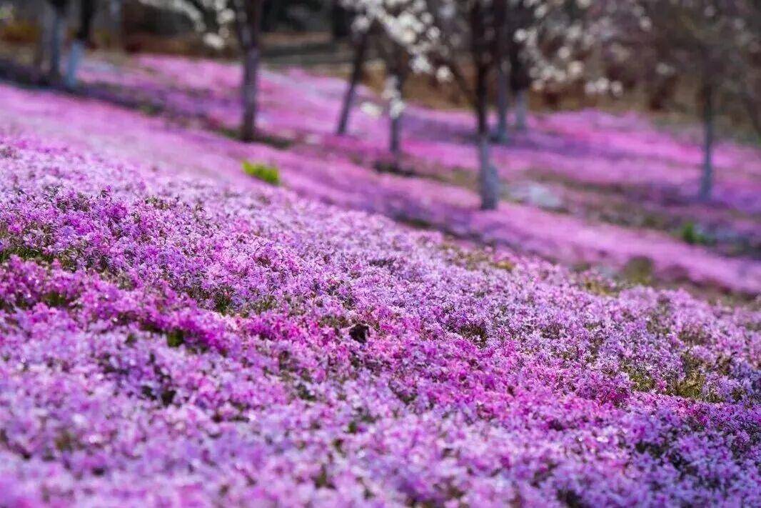 iLiaoning's tweet image. #Spring flowers burst into full bloom at Dalian Yinggeshi Botanical Garden in #Liaoning Province. A vibrant tapestry of blooms unfolds across the #garden, offering breathtaking scenery at every step.