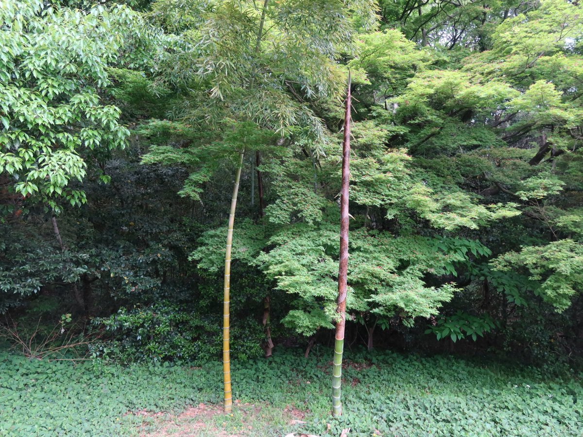 ecocenter00's tweet photo. 4/23（木）樹と友達になろうで明治神宮に行ってきました🌳印象に残った樹々をご紹介😊＜Part２＞
③タケノコ
　茶皮が全て剝がれると竹に昇格‼️１日30㎝前後、良い条件では１ｍ伸びますよ😲
④お椀型の樹
　本殿のご神木。きれいなお椀型剪定したのか自然なのか謎のまま。皆さんの意見はどちらですか？ https://t.co/kYkn1u1q60