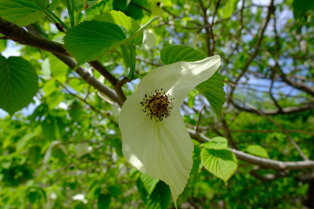 ぷくぷくタッケー tweet media