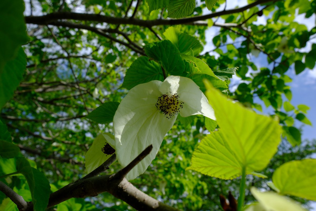 ぷくぷくタッケー tweet media